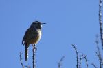 PICTURES/Desert Botanical Gardens - Wild Rising Cracking Art/t_Cactus Wren1.JPG